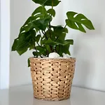 Li Mango 3* Tigaki